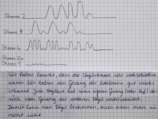 Auszug aus einem Arbeitsheft: Bestimmung des Vogels anhand seines Gesangs