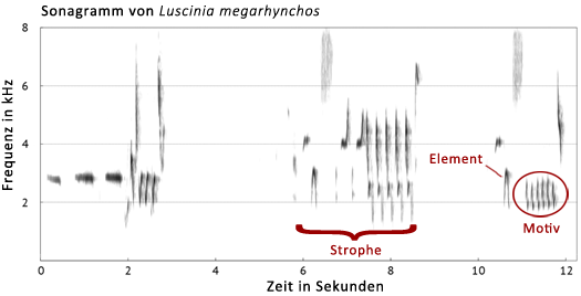 Sonagramm einer Nachtigall