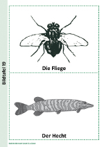 Die Fliege und der Hecht