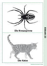 Die Kreuzspinne und die Katze