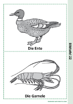 Die Ente und die Garnele