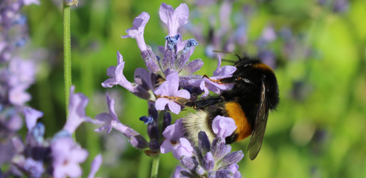 Erdhummel an Lavendel