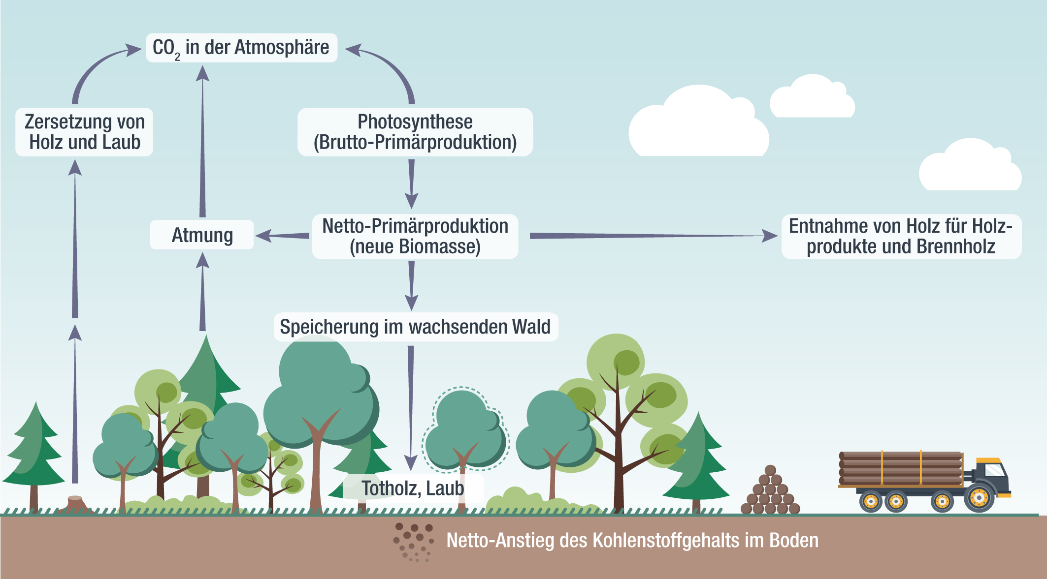 Beitrag der Wälder zum Kohlenstoffkreislauf