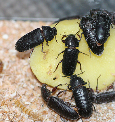 Foto: Mehlkäfer auf einer
Kartoffelscheibe