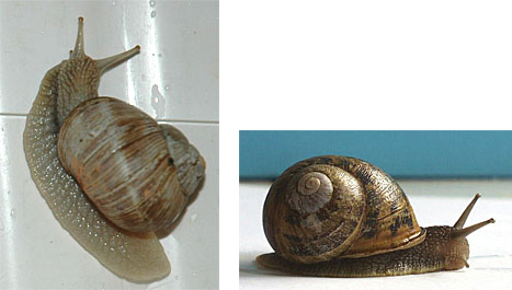 2 Fotos: Weinbergschnecke und
gefleckte Weinbergschnecke