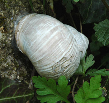 Foto: Schnecke mit
repariertem Gehäuse