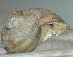 Foto: Das Atemloch einer
Schnecke