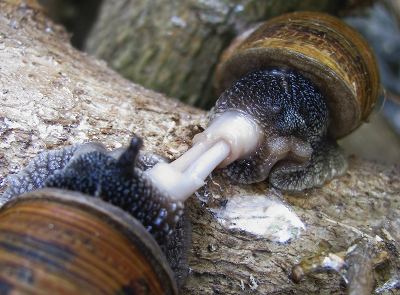 Foto: Zwei sich paarende
Schnecken