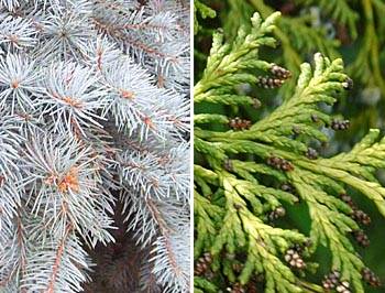 Foto: Blaufichte und Lebensbaum (Thuja)