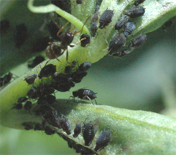 Foto: Blattläuse und eine Ameise auf einem Blatt