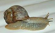 Foto einer Weinbergschnecke