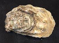Foto einer Auster