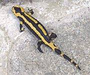 Foto eines Salamanders