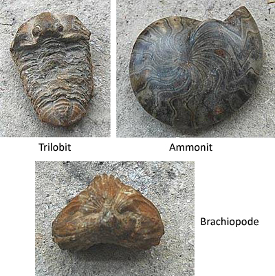 Fotos von Trilobit, Ammonit und Brachiopode