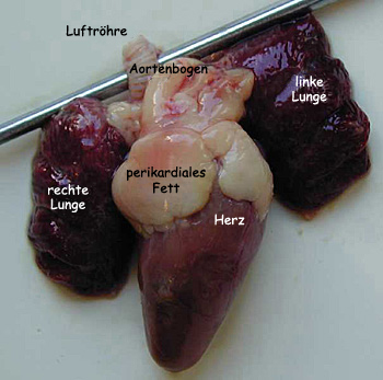Foto: Präparation des Herz-Lungen-Systems des Huhns