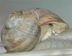 Foto: Atemöffnung der Schnecke