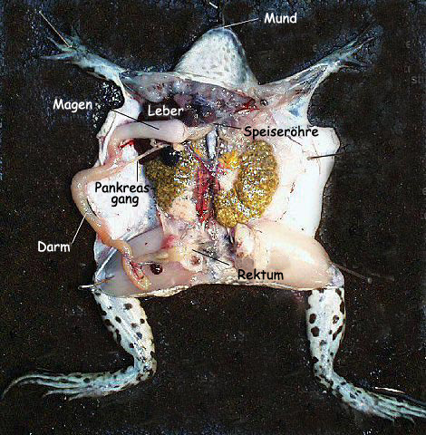 Foto: Verdauungstrakt des Frosches