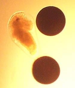 Foto: Eier und Embryo des Salinenkrebschens