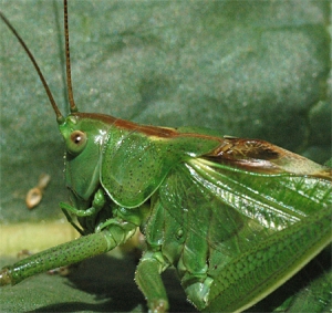 Foto: Kopf einer Heuschrecke