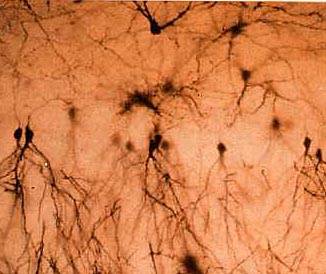Nervenzellen unter dem Lichtmikroskop