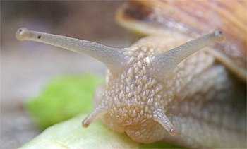 Foto: Kopf einer Schnecke