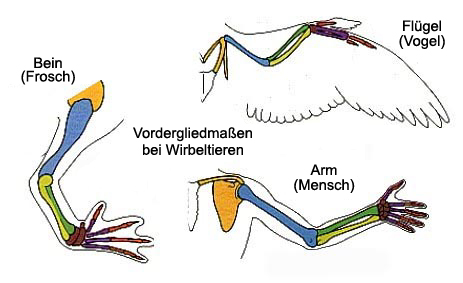 Gliedmaßen von Wirbeltieren