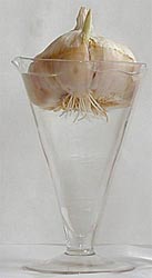 Foto: Knoblauchknolle im Wasserglas