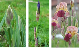 Fotos: Blüten und Blütenknospen