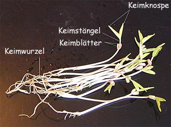 Foto: Sojabohnenkeimlinge