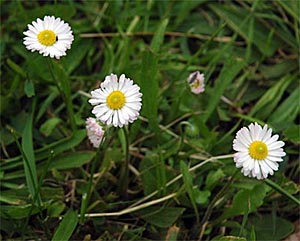 Foto: Gänseblümchen