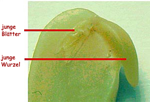 Foto: Detail eines Bohnensamens