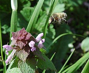 Foto: Bestäubende Hummel