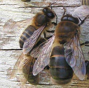 Foto: Bienen