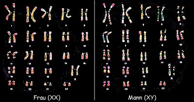 Chromosomen