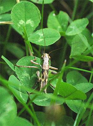 Foto: Larve einer Heuschrecke