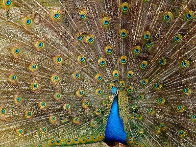 Foto: Pfau beim Radschlagen