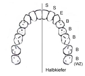 Schema bleibendes Gebiss