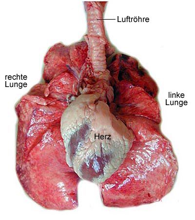 Herz-Lungensystem beim Schaf