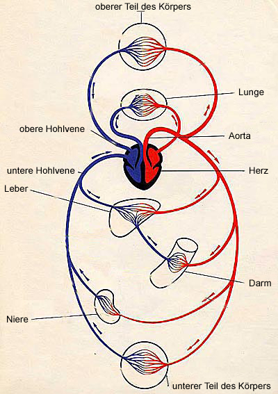 Schema Blutkreislauf
