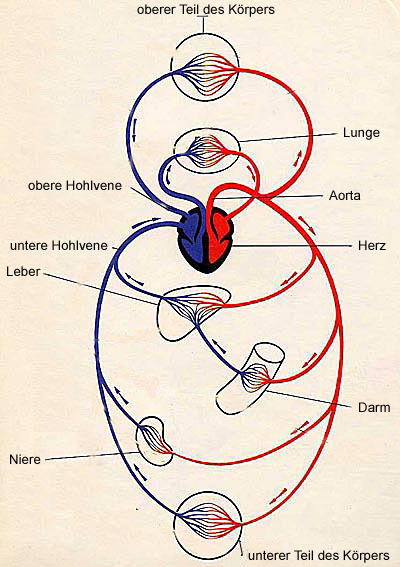 Latein herz aufbau Atemtrakt