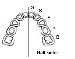 Schema Milchzahngebiss