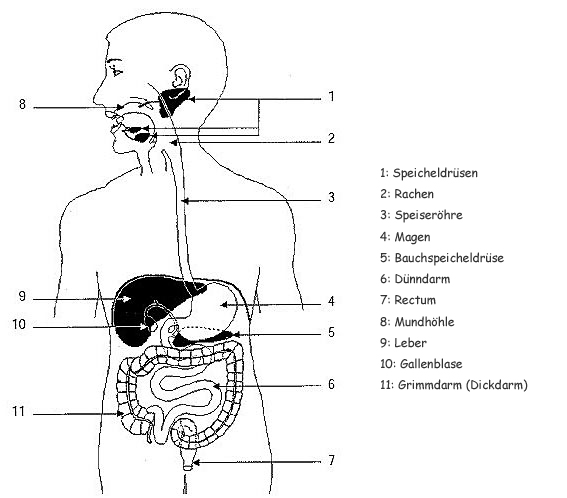 Schema des menschlichen Verdauungstraktes
