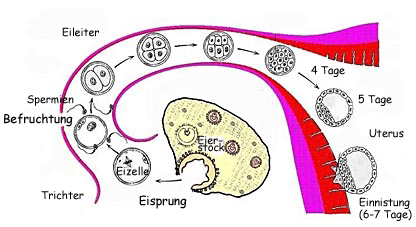 Vom Eisprung zur Einnistung