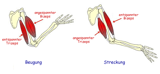 Beugung und Streckung der Armmuskeln