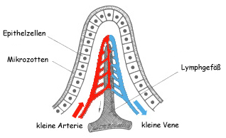 Schema einer Darmzotte