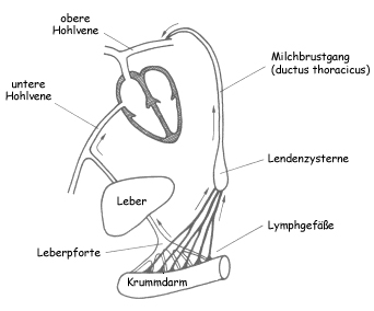 Die beiden Drainagesysteme der Darmresorption