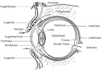 Schematische Darstellung eines Schnitts durch das Auge