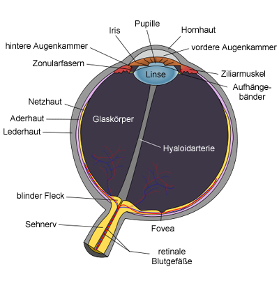 Schematische Darstellung eines Schnitts durch das Auge